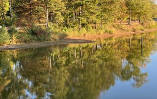 Green trees to the left of a lake. The trees are reflected in the water